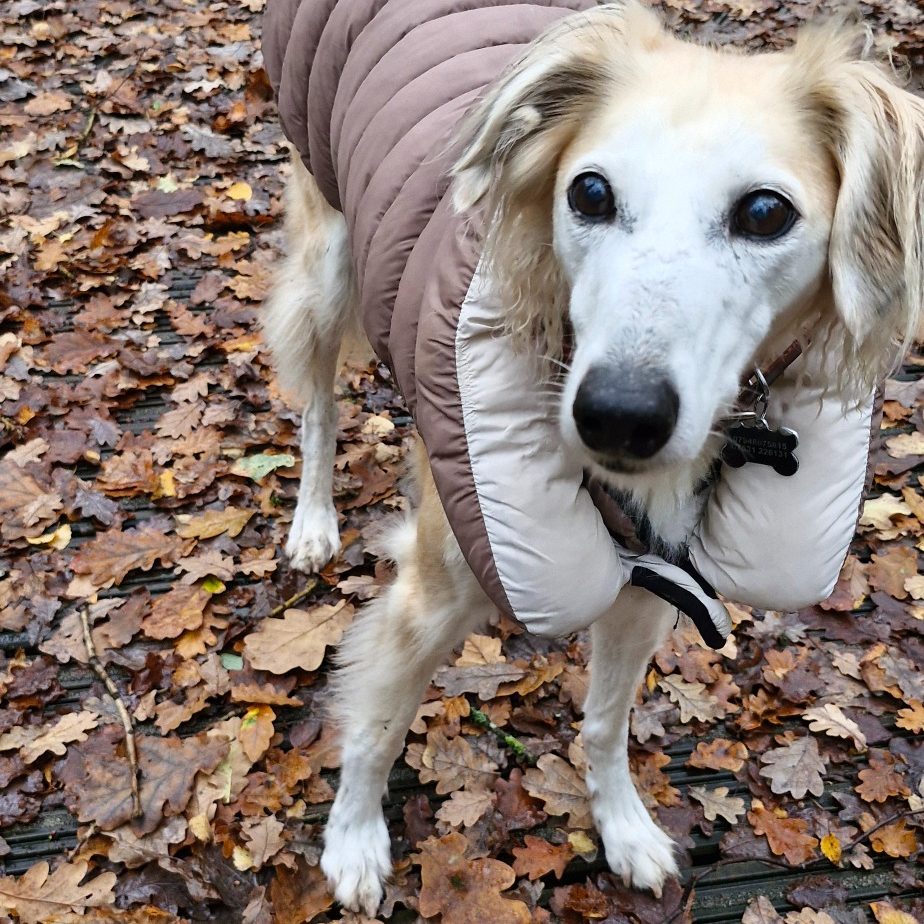 A fawn saluki cross dog is on dry leaves in a pink coat